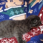 Egyptian Mau, Dark Smoke Male DOB 9-10-16