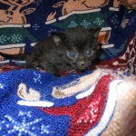 Egyptian Mau, Dark Smoke Male DOB 9-10-16