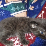 Egyptian Mau, Dark Smoke Male DOB 9-10-16