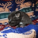 Egyptian Mau, Dark Smoke Male DOB 9-10-16