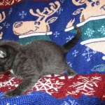 Egyptian Mau, Dark Smoke Male DOB 9-10-16