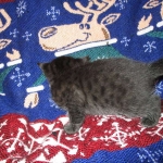 Egyptian Mau, Dark Smoke Male DOB 9-10-16