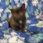 Egyptian Mau, Dark Smoke Male DOB 9-10-16