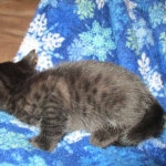 Egyptian Mau, Dark Smoke Male DOB 9-10-16