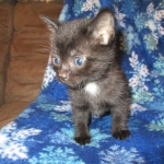 Egyptian Mau, Dark Smoke Male DOB 9-10-16