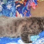 Egyptian Mau, Dark Smoke Male DOB 9-10-16