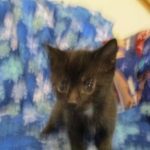 Egyptian Mau, Dark Smoke Male DOB 9-10-16