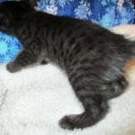 Egyptian Mau, Dark Smoke Male DOB 9-10-16