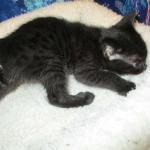 Egyptian Mau, Dark Smoke Male DOB 9-10-16