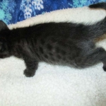Egyptian Mau, Dark Smoke Male DOB 9-10-16