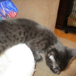 Egyptian Mau, Dark Smoke Male DOB 9-10-16