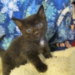 Egyptian Mau, Dark Smoke Male DOB 9-10-16