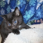 Egyptian Mau, Dark Smoke Male DOB 9-10-16