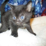 Egyptian Mau, Dark Smoke Male DOB 9-10-16