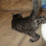 Egyptian Mau, Dark Smoke Male DOB 9-10-16