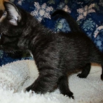 Egyptian Mau, Dark Smoke Male DOB 9-10-16