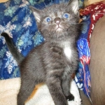 Egyptian Mau, Dark Smoke Male DOB 9-10-16