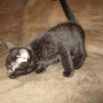 Egyptian Mau, Dark Smoke Male DOB 9-10-16