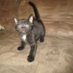 Egyptian Mau, Dark Smoke Male DOB 9-10-16