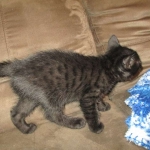 Egyptian Mau, Dark Smoke Male DOB 9-10-16
