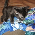 Egyptian Mau, Dark Smoke Male DOB 9-10-16