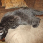 Egyptian Mau, Dark Smoke Male DOB 9-10-16