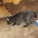 Egyptian Mau, Dark Smoke Male DOB 9-10-16