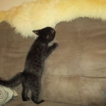 Egyptian Mau, Dark Smoke Male DOB 9-10-16