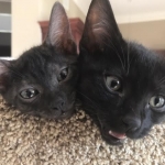 Ragnar and Kinky, Smoke Egyptian Maus, DOB 9-10-16