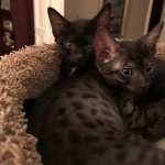 Ragnar and Kinky, Smoke Egyptian Maus, DOB 9-10-16