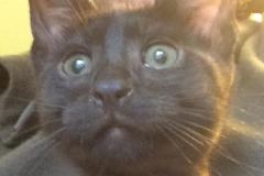 Penelope Egyptian Mau Dark Smoke/Near Black female DOB 10-16-14