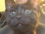 Penelope Egyptian Mau Dark Smoke/Near Black female DOB 10-16-14