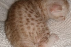 Bastet Egyptian Mau, Ginger, Female, DOB 8-17-20