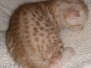 Bastet Egyptian Mau, Ginger, Female, DOB 8-17-20