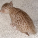 Mau, Ginger, Female, DOB 8-17-20