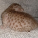 Mau, Ginger, Female, DOB 8-17-20