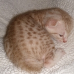 Mau, Ginger, Female, DOB 8-17-20