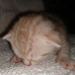 Mau, Ginger, Female, DOB 8-17-20