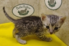 Egyptian Mau Kitten Male#1 DOB 12-21-24