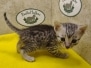 Egyptian Mau Kitten Male#1 DOB 12-21-24