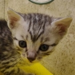 Silver-male-1-kitten-Mau