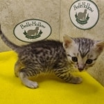 Silver-male-1-kitten-Mau