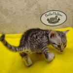 Silver-male-1-kitten-Mau