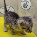 Silver-male-1-kitten-Mau