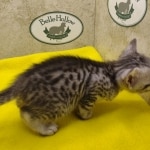 Silver-male-1-kitten-Mau