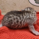 Silver-male-1-kitten-Mau-a