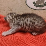 Silver-male-1-kitten-Mau-c