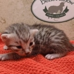 Silver-male-1-kitten-Mau-d