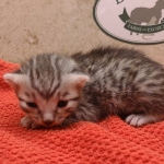 Silver-male-1-kitten-Mau-e