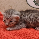 Silver-male-1-kitten-Mau-f